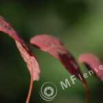 Tamron SP 300mm f/5.6 54B-659