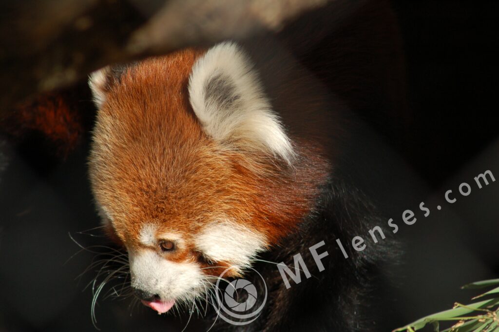 Tamron SP 300mm f/5.6 54B-660