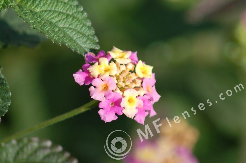 Tamron SP 300mm f/5.6 54B-662