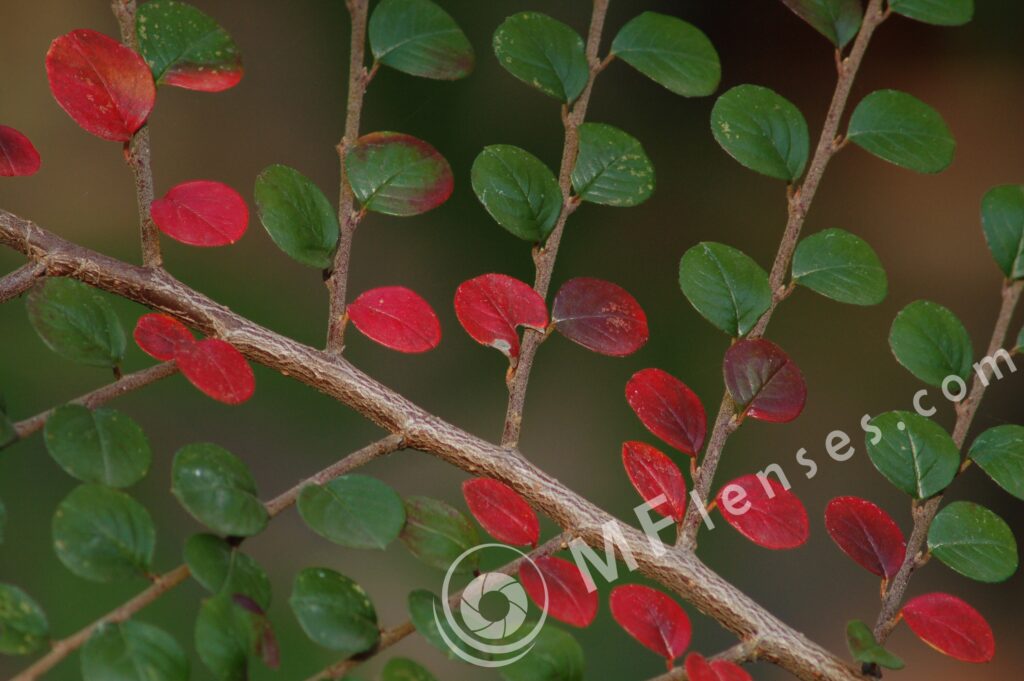 Tamron SP 300mm f/5.6 54B-664