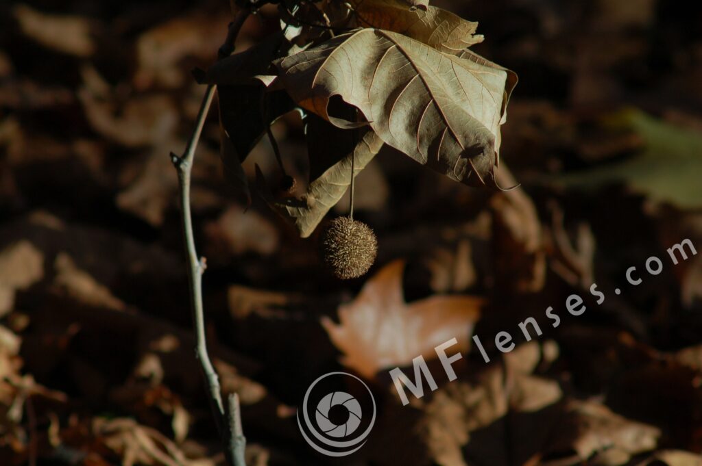 Tamron SP 300mm f/5.6 54B-665