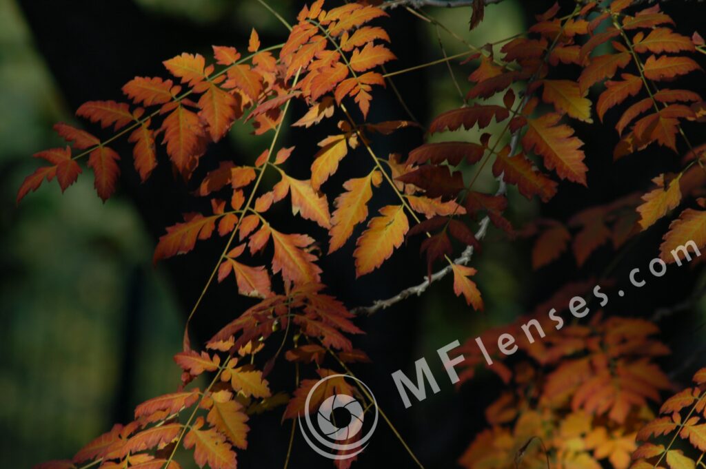 Tamron SP 300mm f/5.6 54B-668