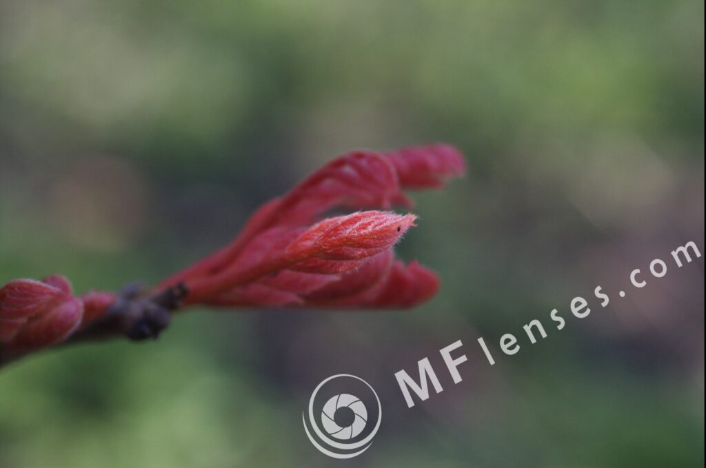 Tamron SP 35-80mm f/2.8 01A-1664
