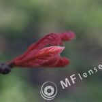 Tamron SP 35-80mm f/2.8 01A-1664