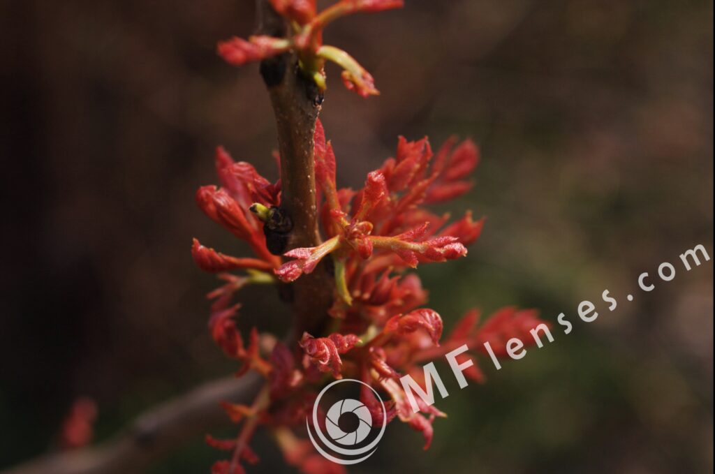 Tamron SP 35-80mm f/2.8 01A-1665