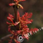Tamron SP 35-80mm f/2.8 01A-1665