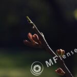 Tamron SP 35-80mm f/2.8 01A-1803