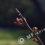Tamron SP 35-80mm f/2.8 01A-1804