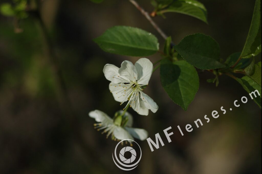 Tamron SP 35-80mm f/2.8 01A-1806