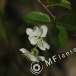 Tamron SP 35-80mm f/2.8 01A-1806