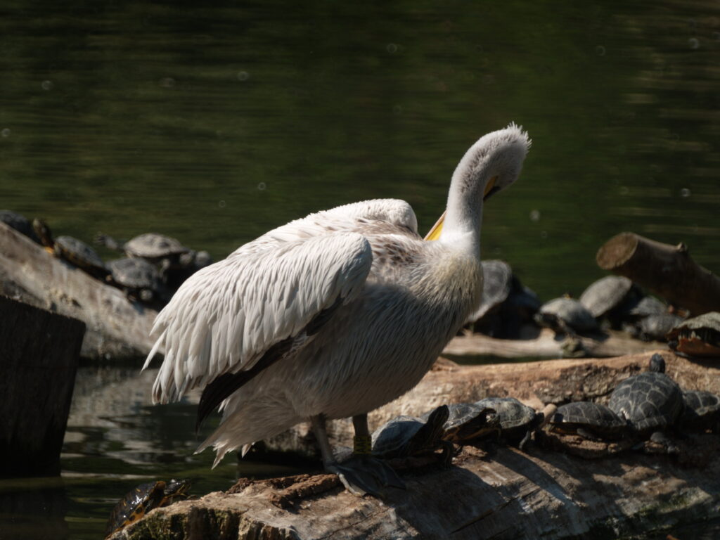 Tamron SP 350mm f5.6 (mirror lens)-4667