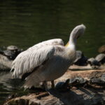 Tamron SP 350mm f5.6 (mirror lens)-4667
