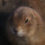 Tamron SP 350mm f5.6 (mirror lens)-4174