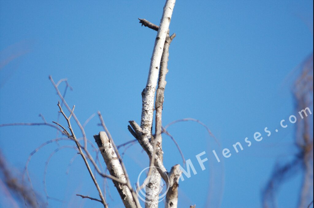Tamron SP 500mm f/8 55BB mirror lens-805