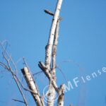 Tamron SP 500mm f/8 55BB mirror lens-805
