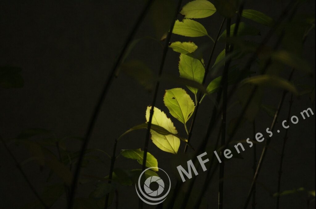 Tamron SP 500mm f/8 55BB mirror lens-808