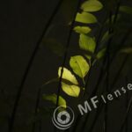 Tamron SP 500mm f/8 55BB mirror lens-808