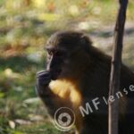 Tamron SP 500mm f/8 55BB mirror lens-837