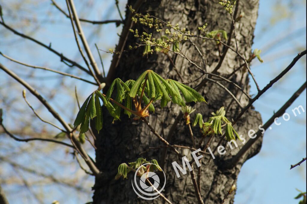Tamron SP 60-300mm f/3.8-f/5.4 27A-1778