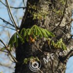 Tamron SP 60-300mm f/3.8-f/5.4 27A-1778