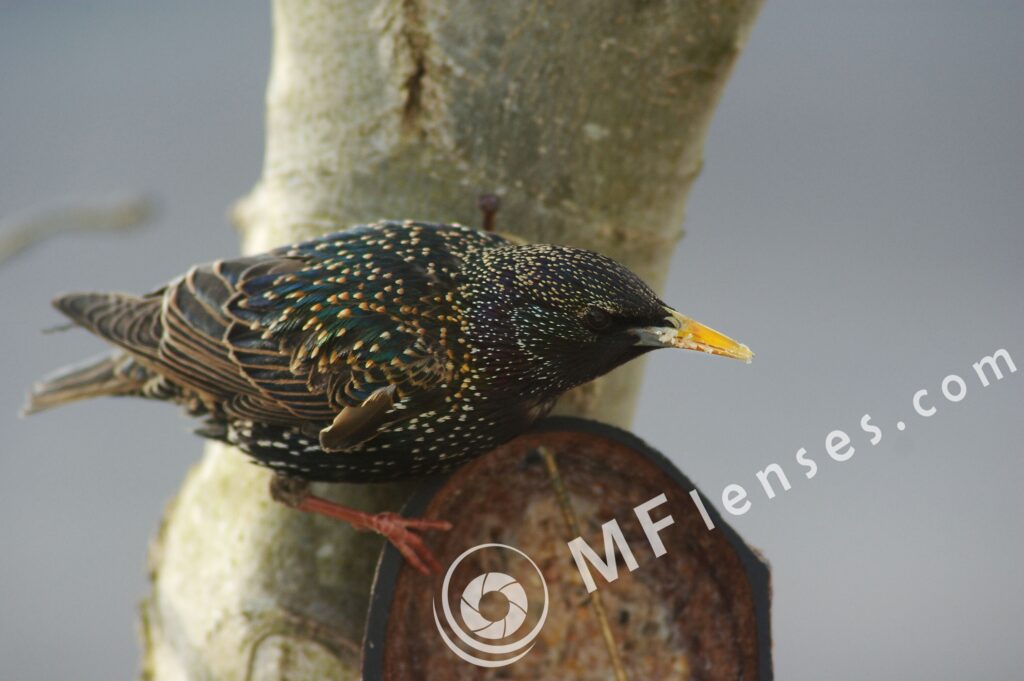 Tamron SP 70-210mm f/3.5 19AH-1656