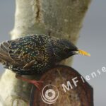 Tamron SP 70-210mm f/3.5 19AH-1656