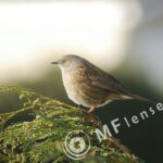 Tamron SP 70-210mm f/3.5 19AH-1657