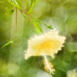 Tamron SP 70-150 f2.8 51A-2629