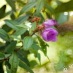 Tamron SP 70-150 f2.8 51A-2630