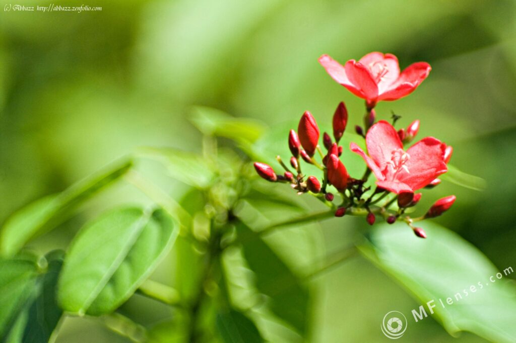 Tamron SP 70-150 f2.8 51A-2631