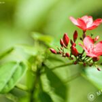 Tamron SP 70-150 f2.8 51A-2631