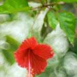 Tamron SP 70-150 f2.8 51A-2633