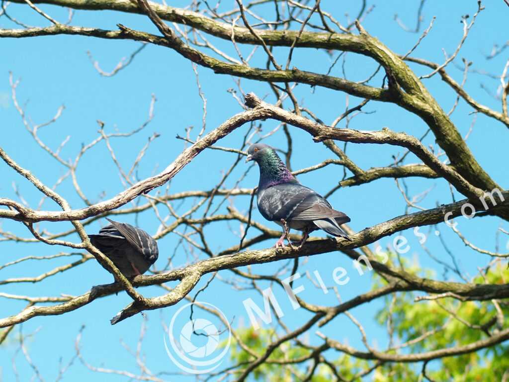Tamron SP 70-210mm f/3.5 19AH-1814