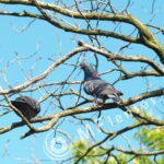 Tamron SP 70-210mm f/3.5 19AH-1814