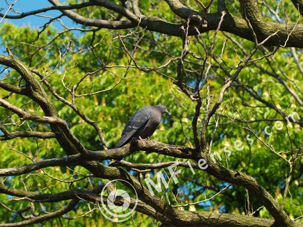 Tamron SP 70-210mm f/3.5 19AH-1815