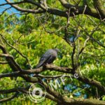 Tamron SP 70-210mm f/3.5 19AH-1815