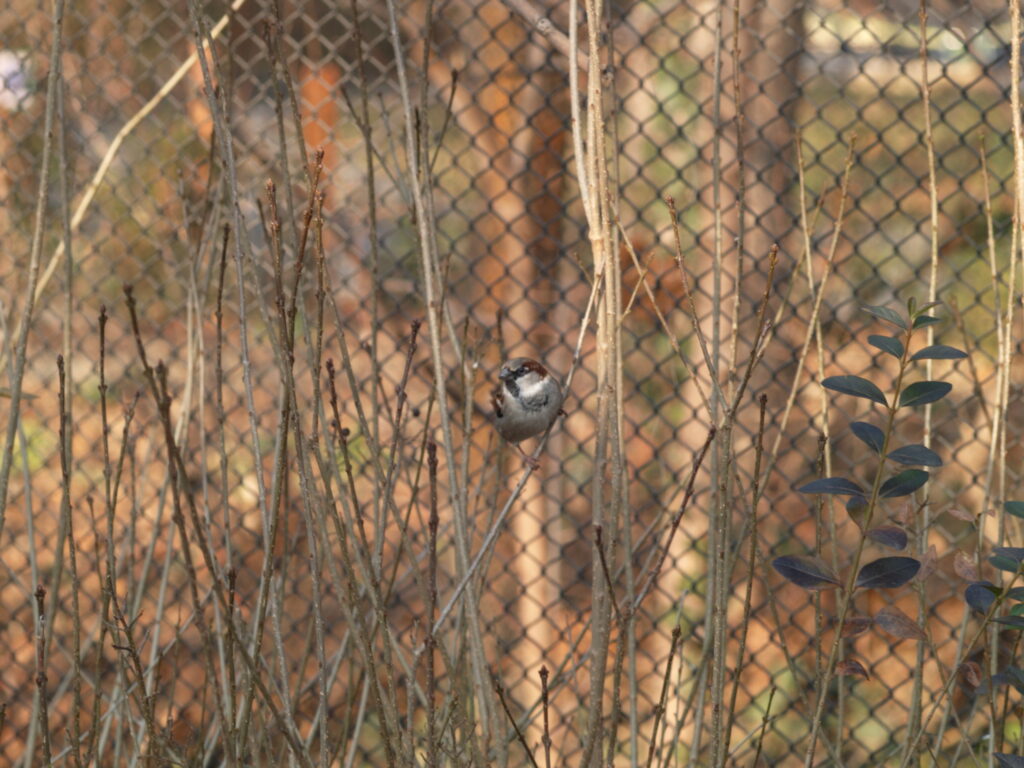 Tamron SP 90mm f/2.5 52BB-5715