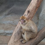 Tamron SP 90mm f/2.5 52BB-5717