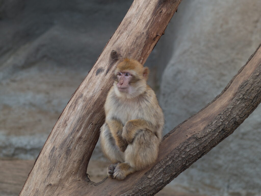 Tamron SP 90mm f/2.5 52BB-5718