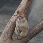 Tamron SP 90mm f/2.5 52BB-5718