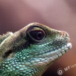 Tamron SP 90mm f2.5 52B-3819