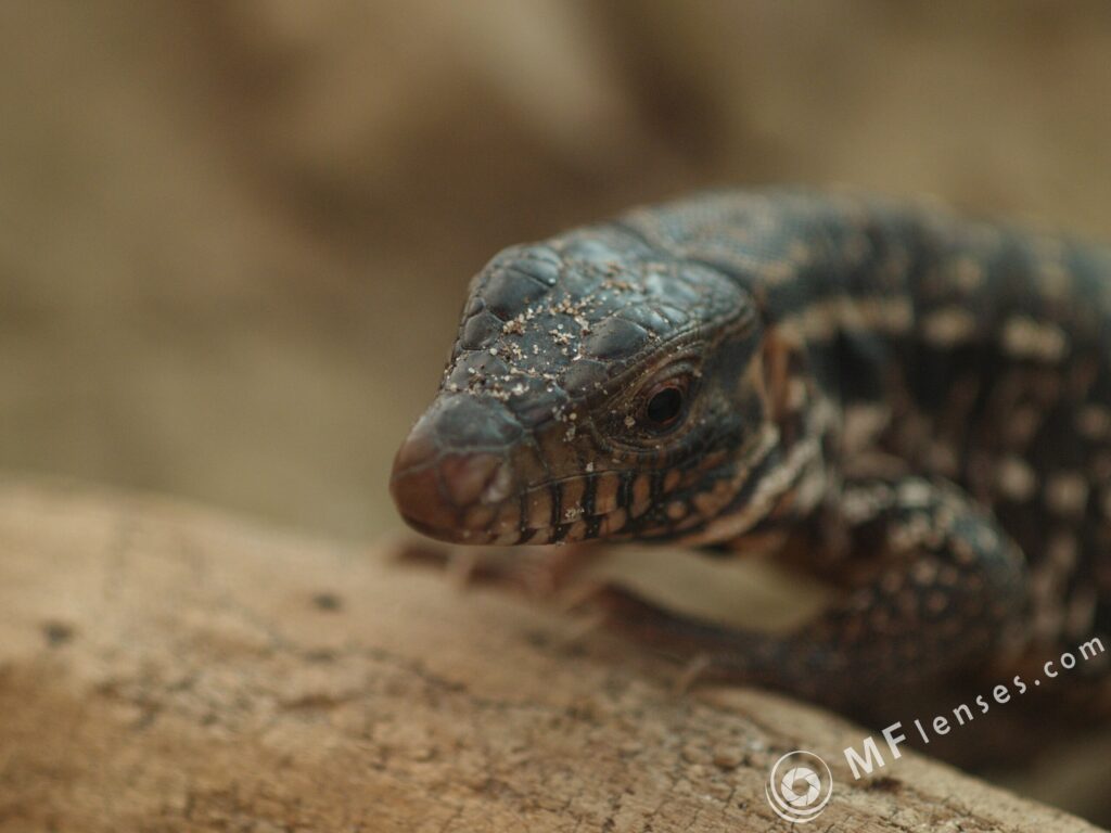 Tamron SP 90mm f2.5 52B-3822