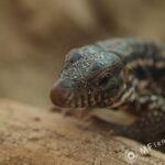 Tamron SP 90mm f2.5 52B-3822