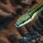 Tamron SP 90mm f2.5 52B-3823