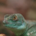 Tamron SP 90mm f2.5 52B-3824