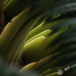 Tamron SP 90mm f2.5 52B-3826