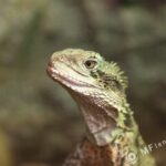 Tamron SP 90mm f2.5 52B-3828