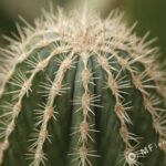 Tamron SP 90mm f2.5 52B-3829