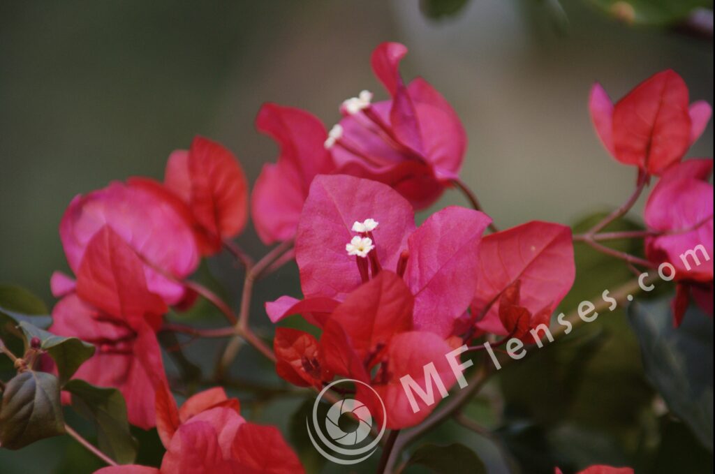 Tamron SP 70-210mm f/3.5-4 52A Macro 1:2-382