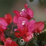 Tamron SP 70-210mm f/3.5-4 52A Macro 1:2-382